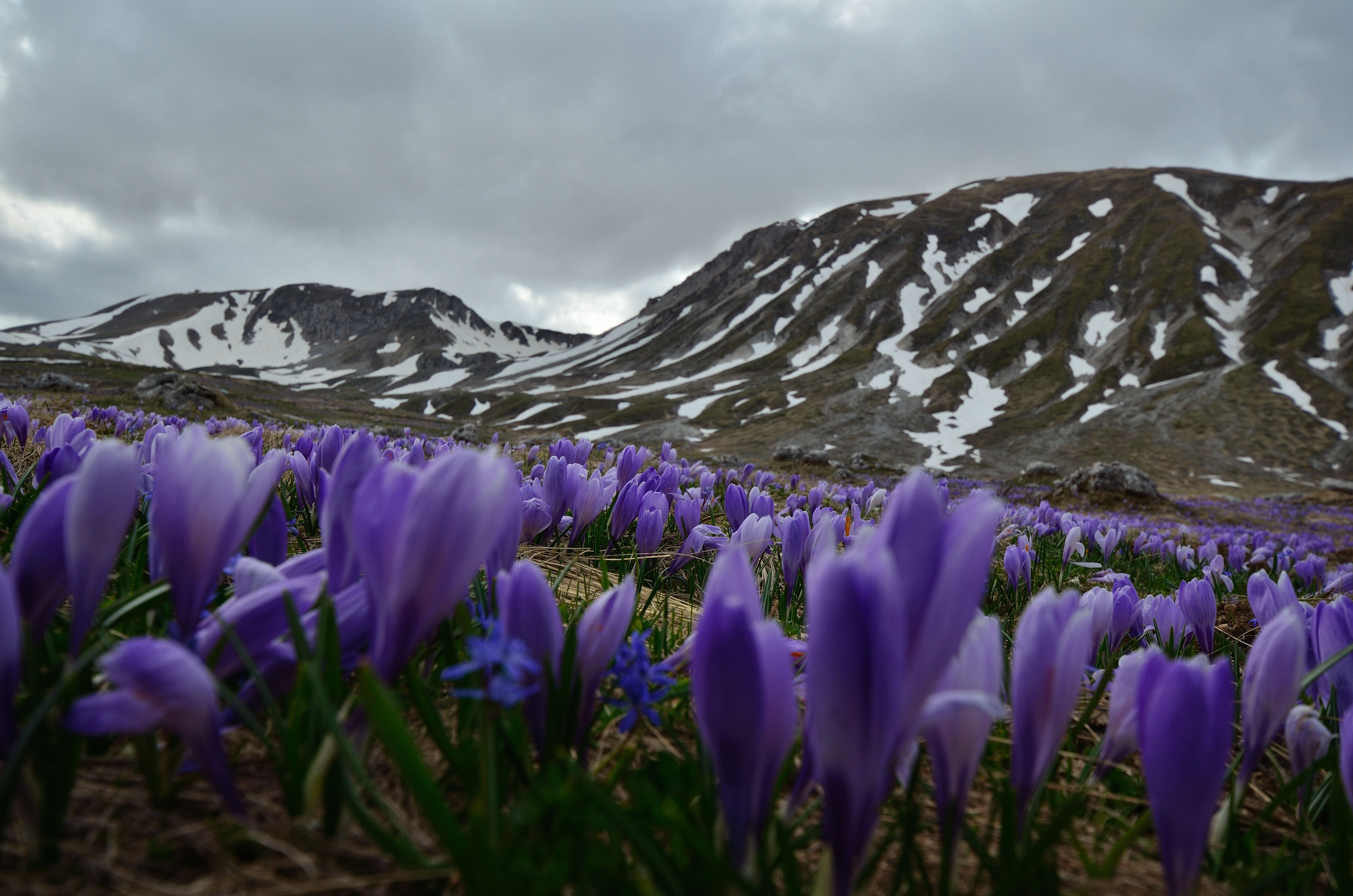 Crochi - Campo Imperatore -